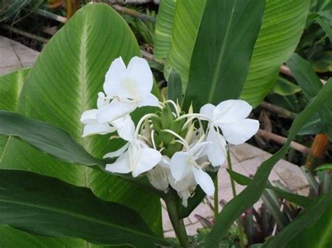 野薑花風水|【野薑花風水】揭秘野薑花風水！破解房屋衞生間方位秘密，打造。